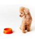 Le Creuset(ル・クルーゼ)PET BOWL S/ペットボウル